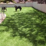 Artificial Grass Pet Turf Contractor, Synthetic Turf for Dog Runs Las Vegas NV