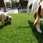 Artificial Pet Turf Contractor, Synthetic Grass Pet Landscape in Las Vegas NV