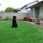 Artificial Pet Turf Contractor, Synthetic Turf Landscapes Las Vegas NV