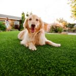 Artificial Turf For Pets Contractor, Fake Grass For Dogs Las Vegas NV