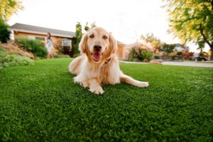 Artificial Turf For Pets Contractor, Fake Grass For Dogs Las Vegas NV